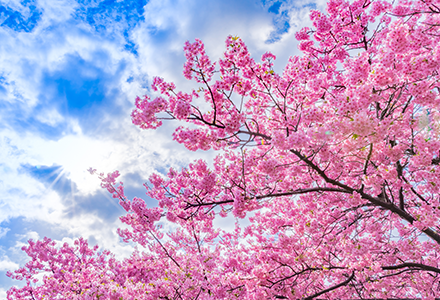 桜と青空