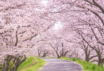 桜並木