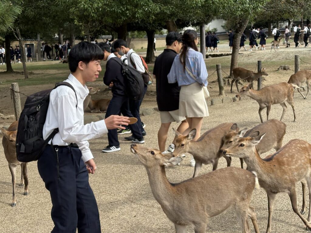 中学3年生 修学旅行鹿に餌をあげる様子